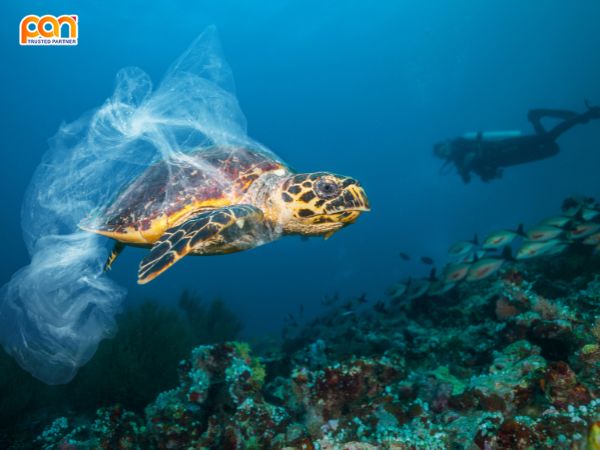 Môi Trường Biển Là Gì? Cẩm Nang Bảo Vệ Và Phát Triển Bền Vững