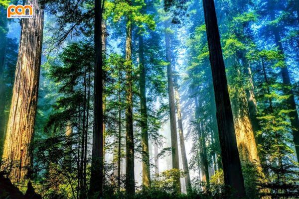 Rừng là gì? Vai trò của rừng đối với tự nhiên và con người