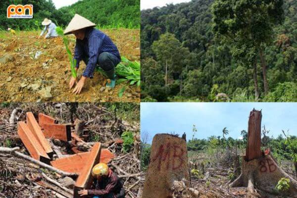 Ô nhiễm rừng gây suy thoái như thế nào? Nguyên nhân và các giải pháp bảo vệ rừng