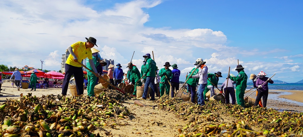 Bãi Sau Vũng Tàu ngập rác và lục bình – Giải pháp xe cào rác biển